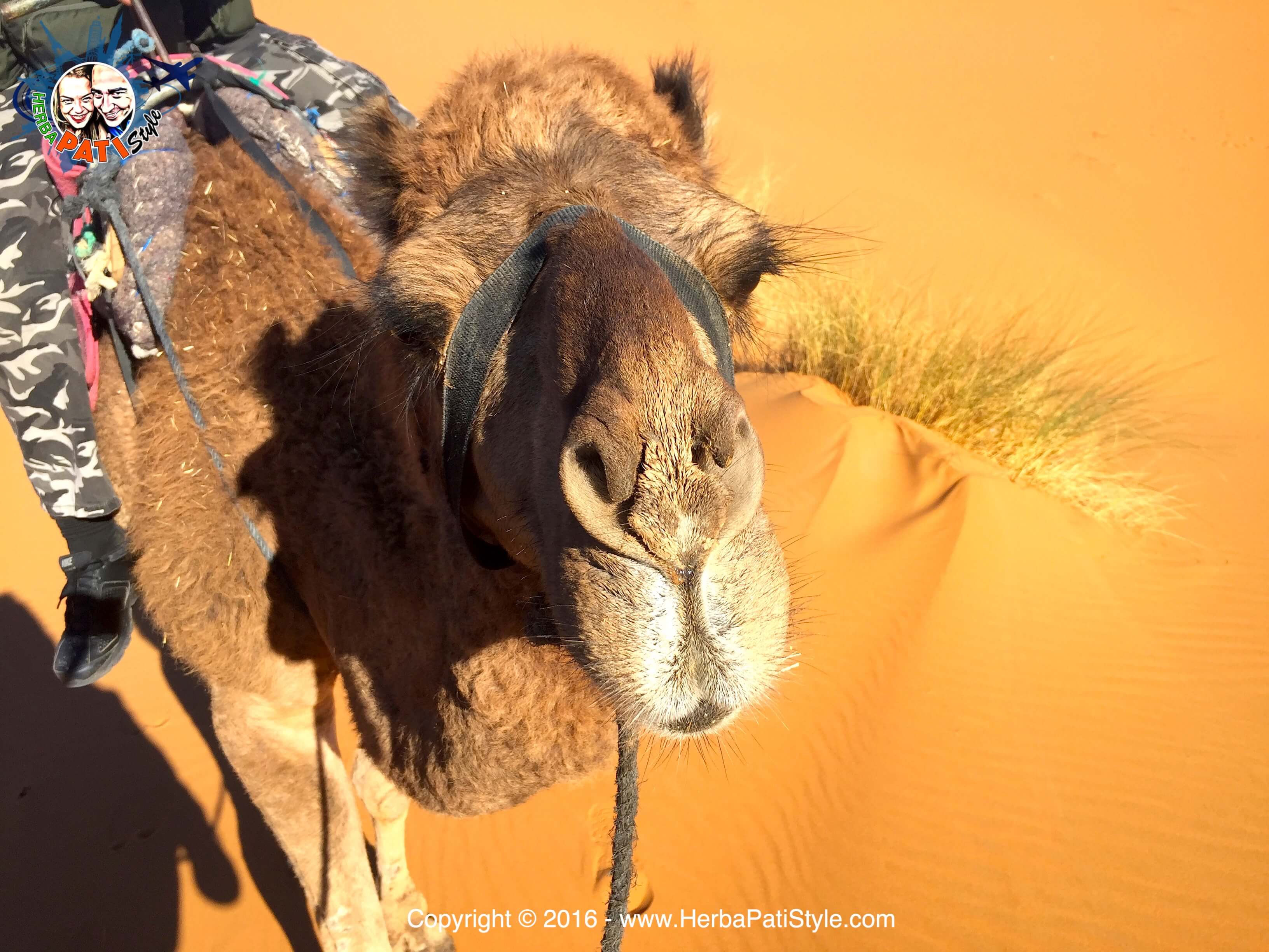 IMG_4256-watermark