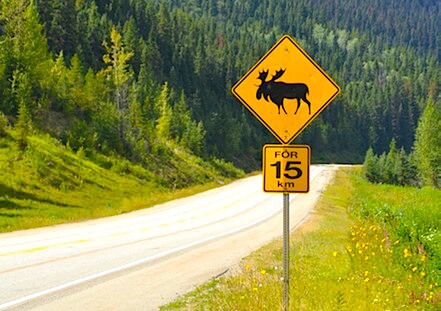18-verkeersbord_moose_med-2