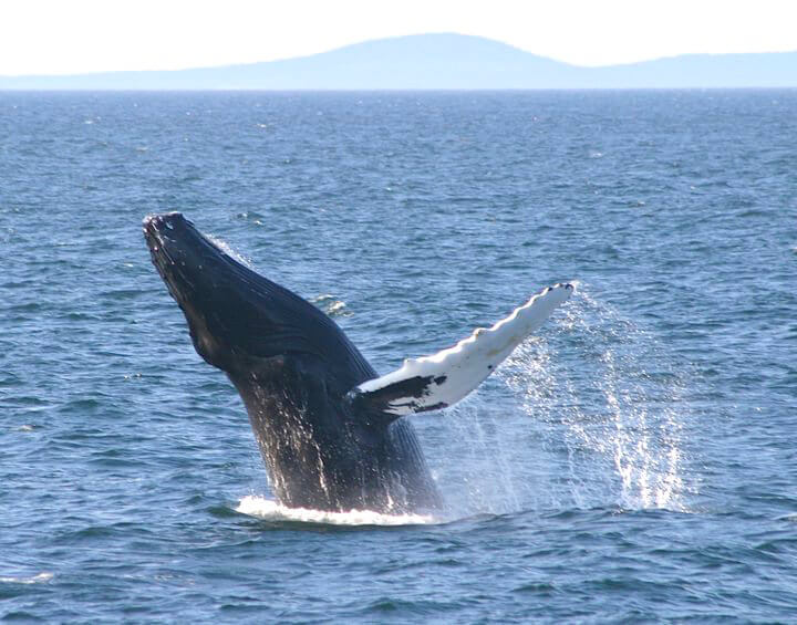 20150421100114_Whale-Watching in Bar Harbor