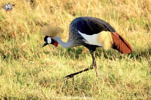 Safari al Maasai Mara