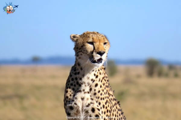 kenya
