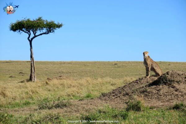Safari al Maasai Mara