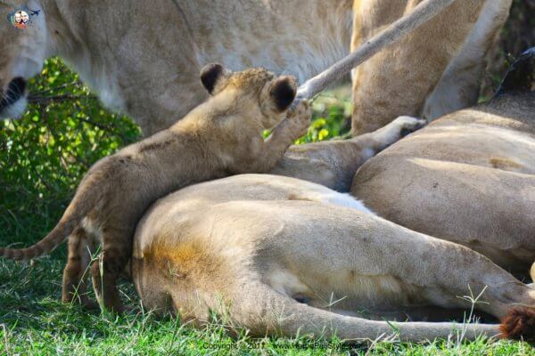 Safari in Kenya