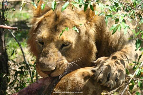 Safari in Kenya