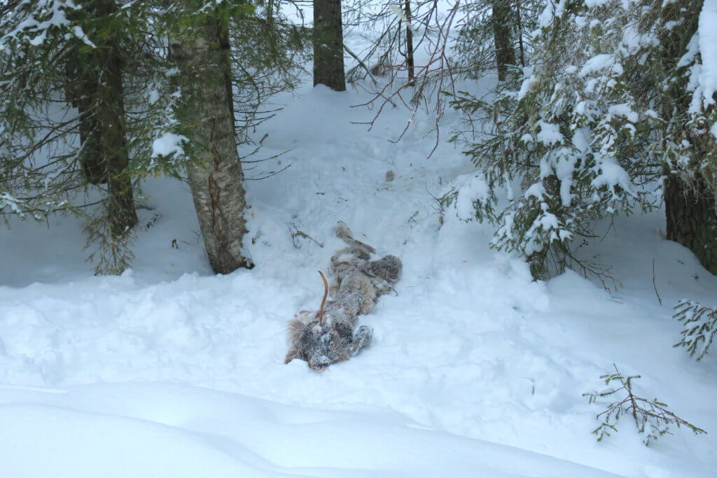 Motoslitta in Lapponia