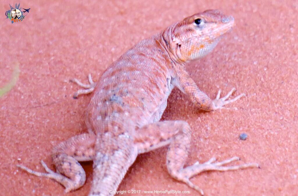 Camping alla Monument Valley
