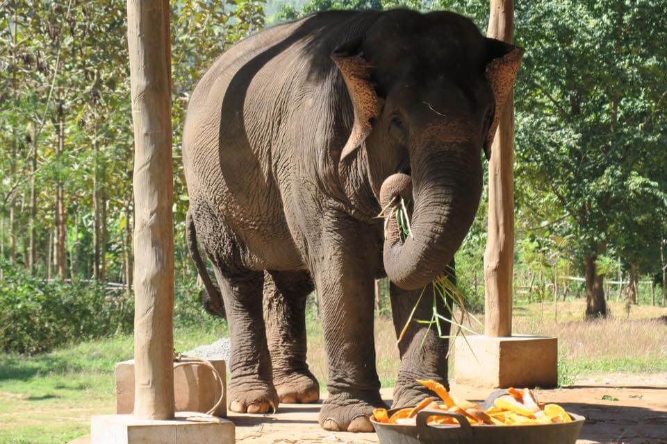 campo elefanti in Myanmar - cibo elefanti