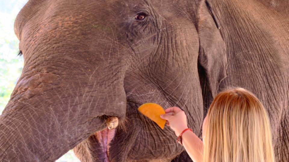 campo elefanti in Myanmar - coccola elefante