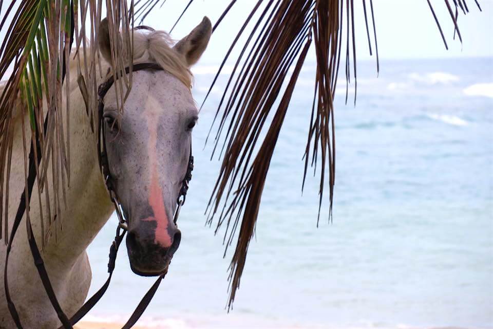 cavallo in repubblica dominicana