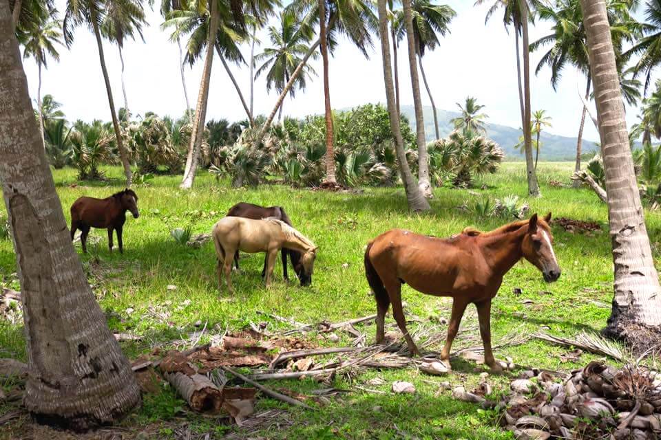 cavallo in repubblica dominicana