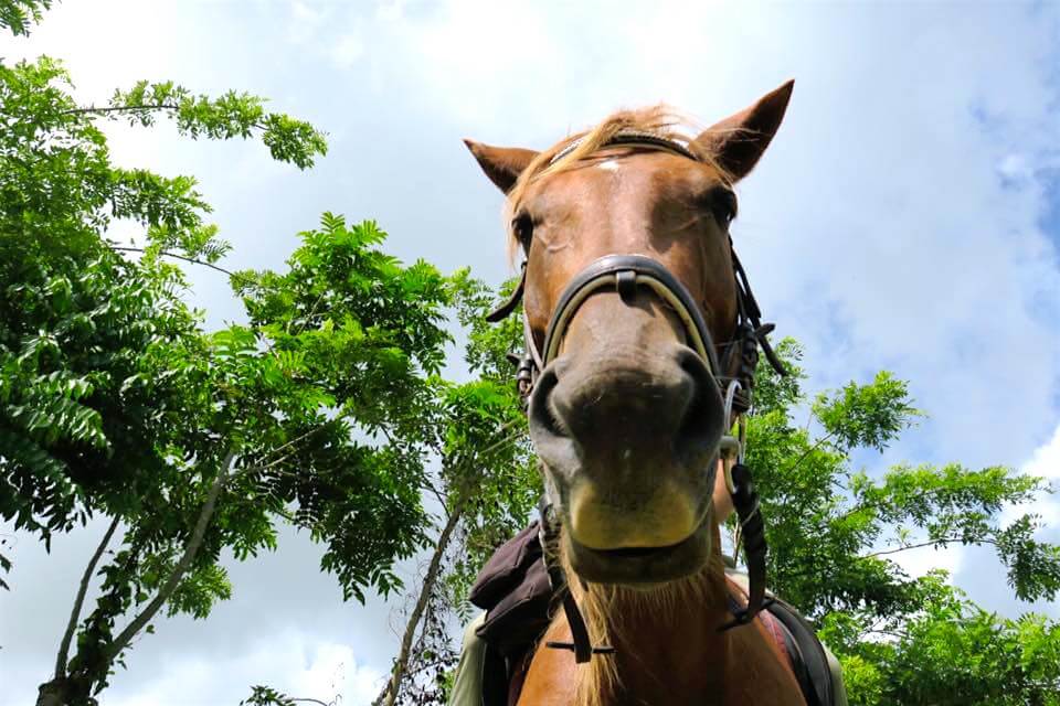 cavallo in repubblica dominicana