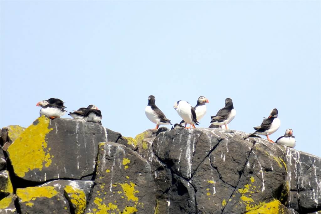 vedere i puffins