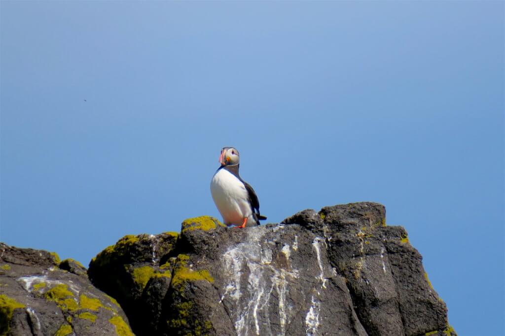 vedere i puffins