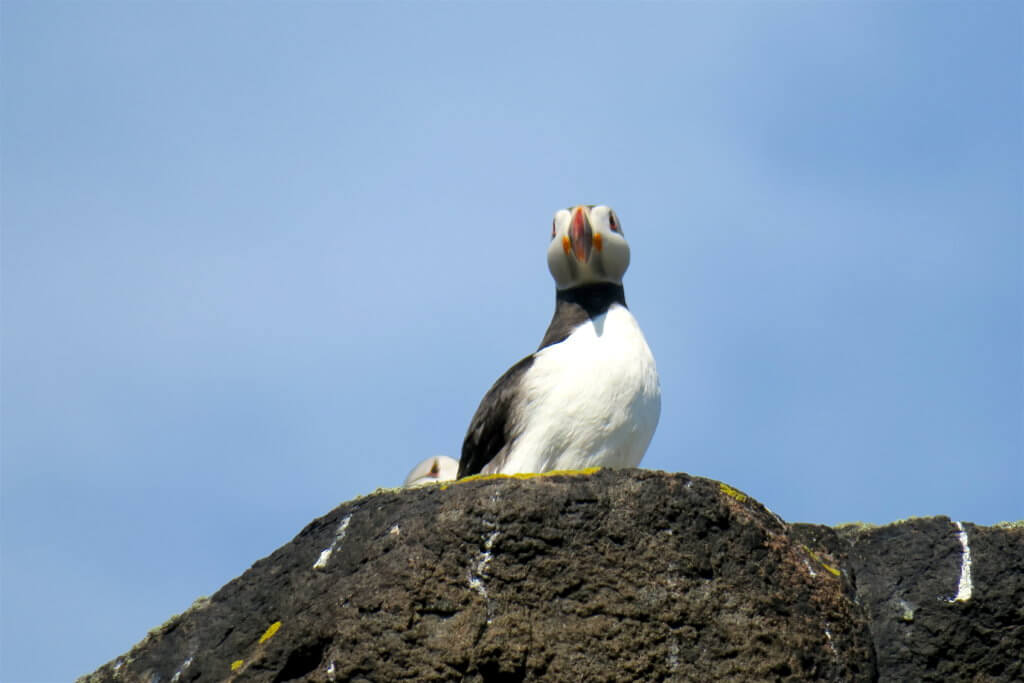 vedere i puffins