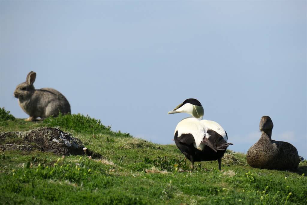 vedere i puffins