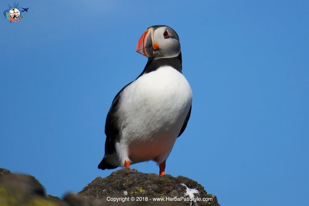vedere i puffins
