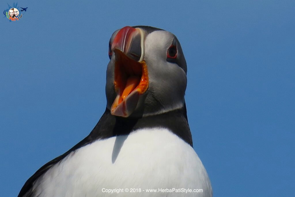 vedere i puffins