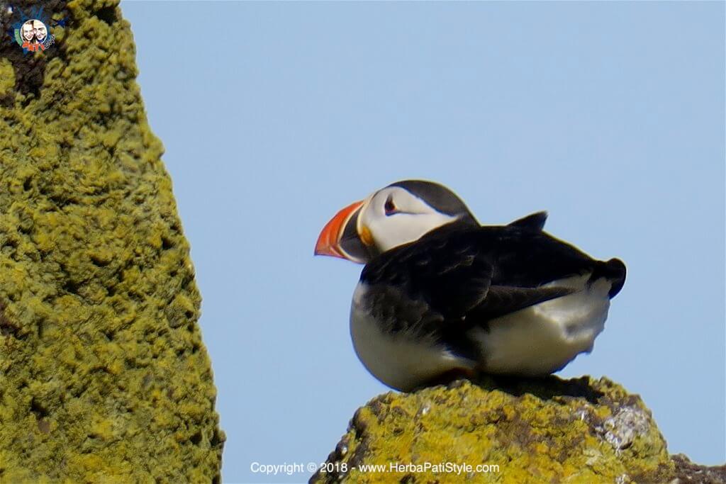 vedere i puffins