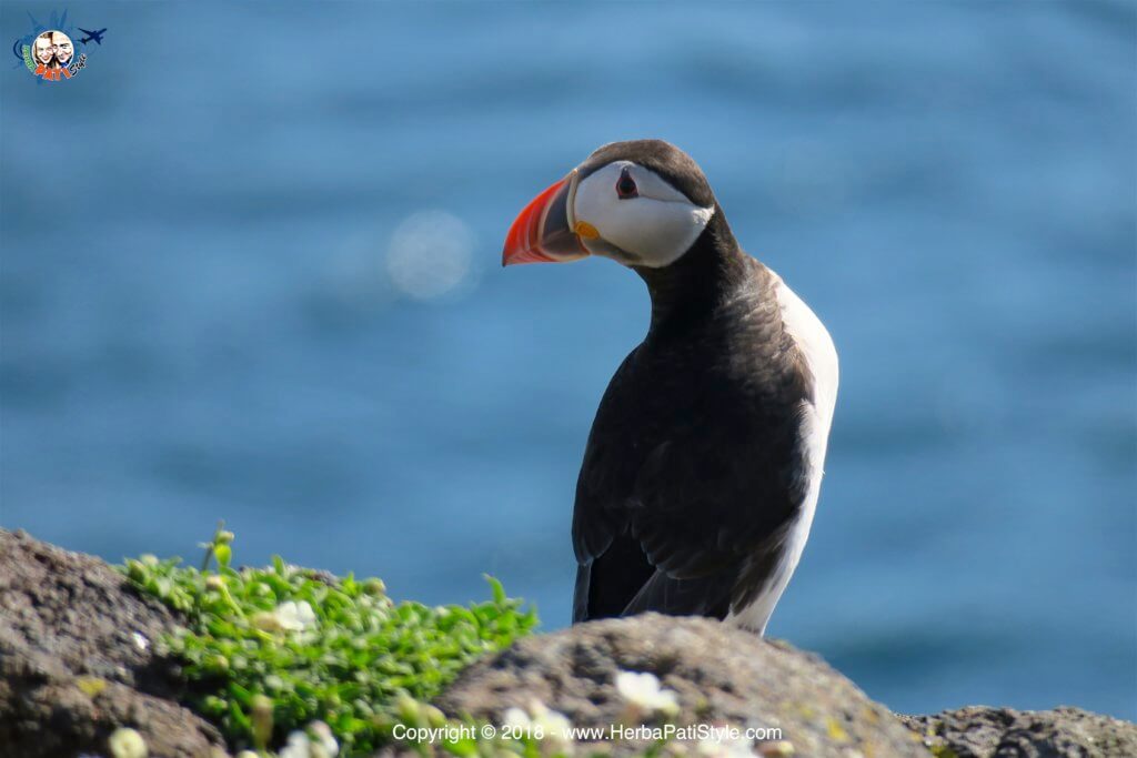 vedere i puffins