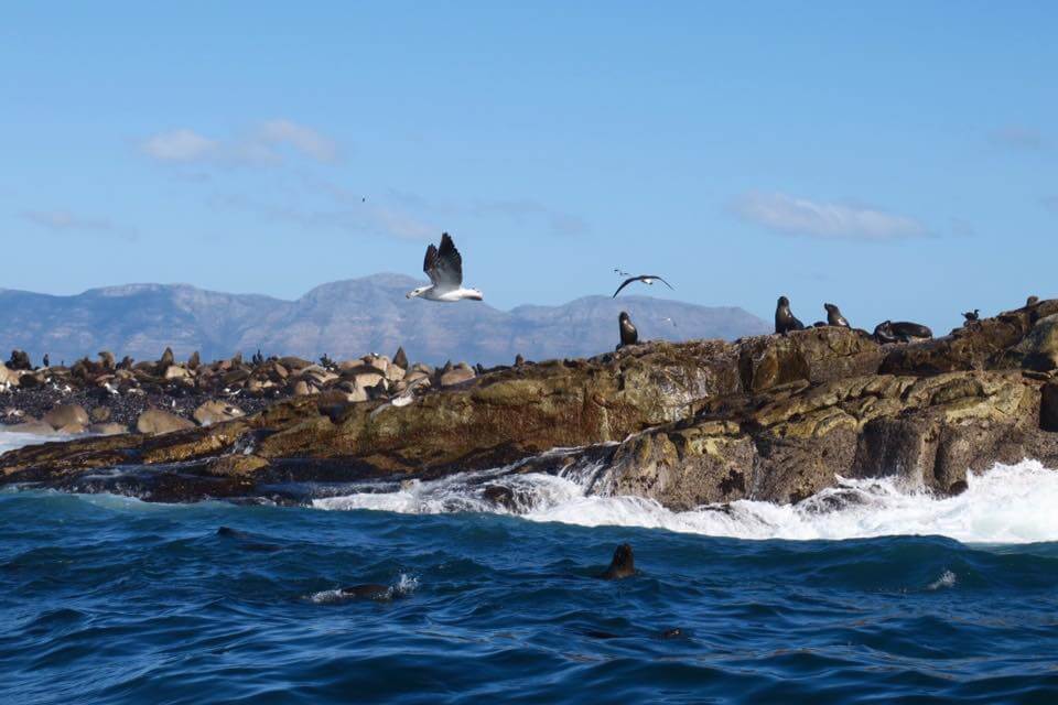 false bay