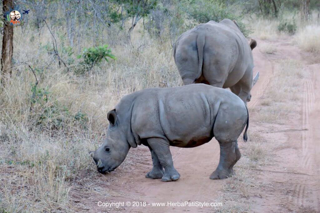 Lodge romantico in Sudafrica: Makalali Private Game Lodge