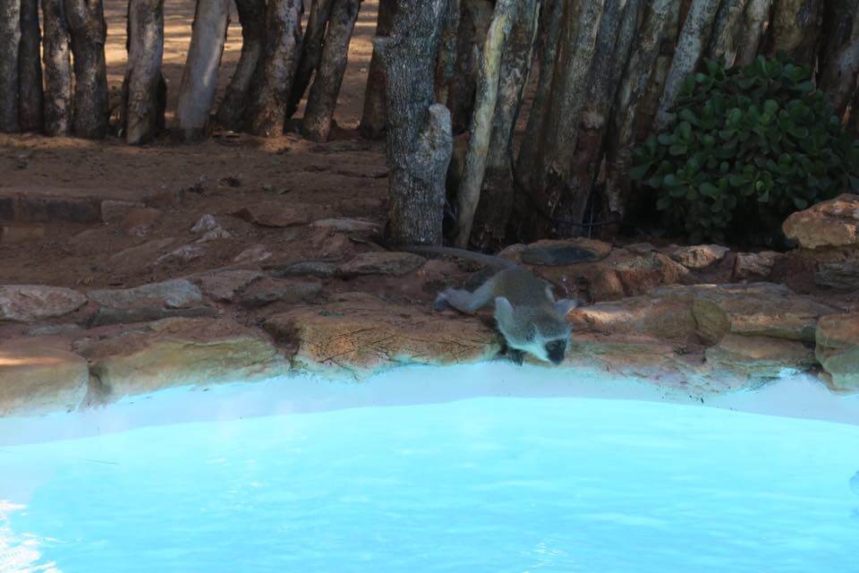 Lodge romantico in Sudafrica: Makalali Private Game Lodge
