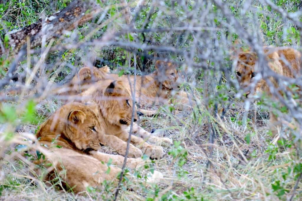 Lodge romantico in Sudafrica: Makalali Private Game Lodge