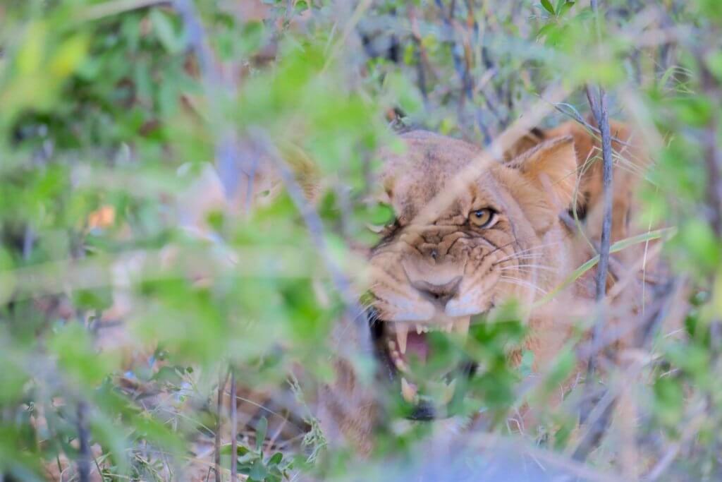 Lodge romantico in Sudafrica: Makalali Private Game Lodge