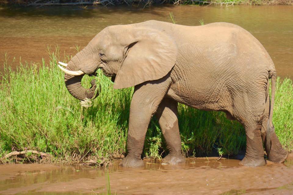 Lodge romantico in Sudafrica: Makalali Private Game Lodge
