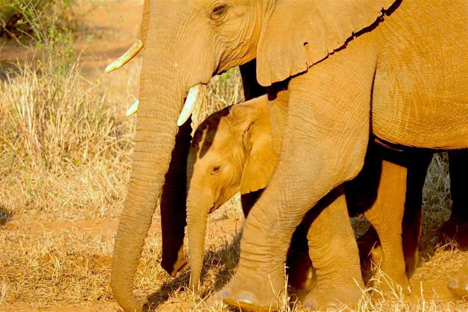 Lodge nel Nord del Kruger: il RETURNAfrica Pafuri Camp