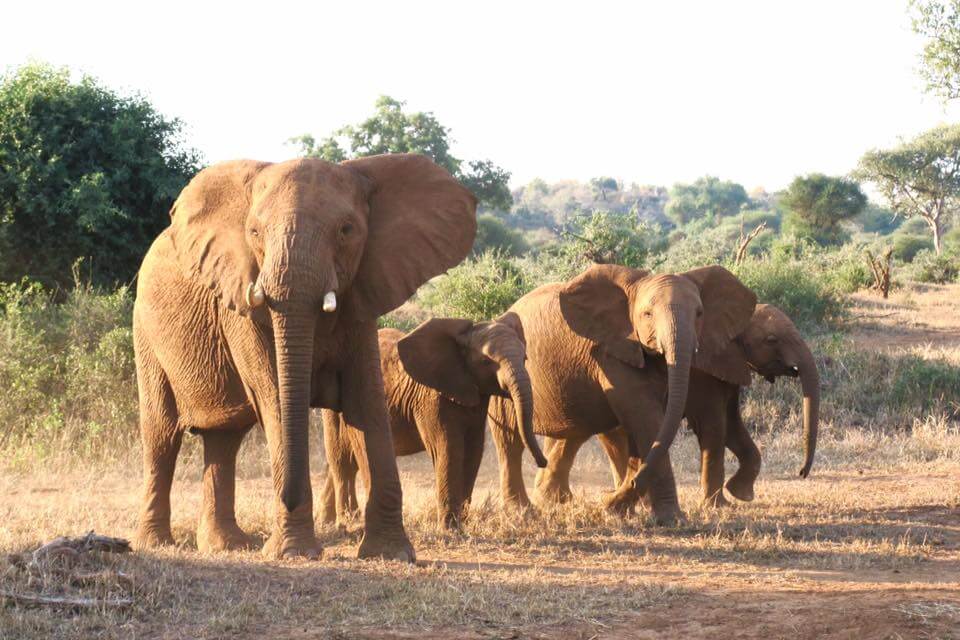 Lodge romantico in Sudafrica: Makalali Private Game Lodge