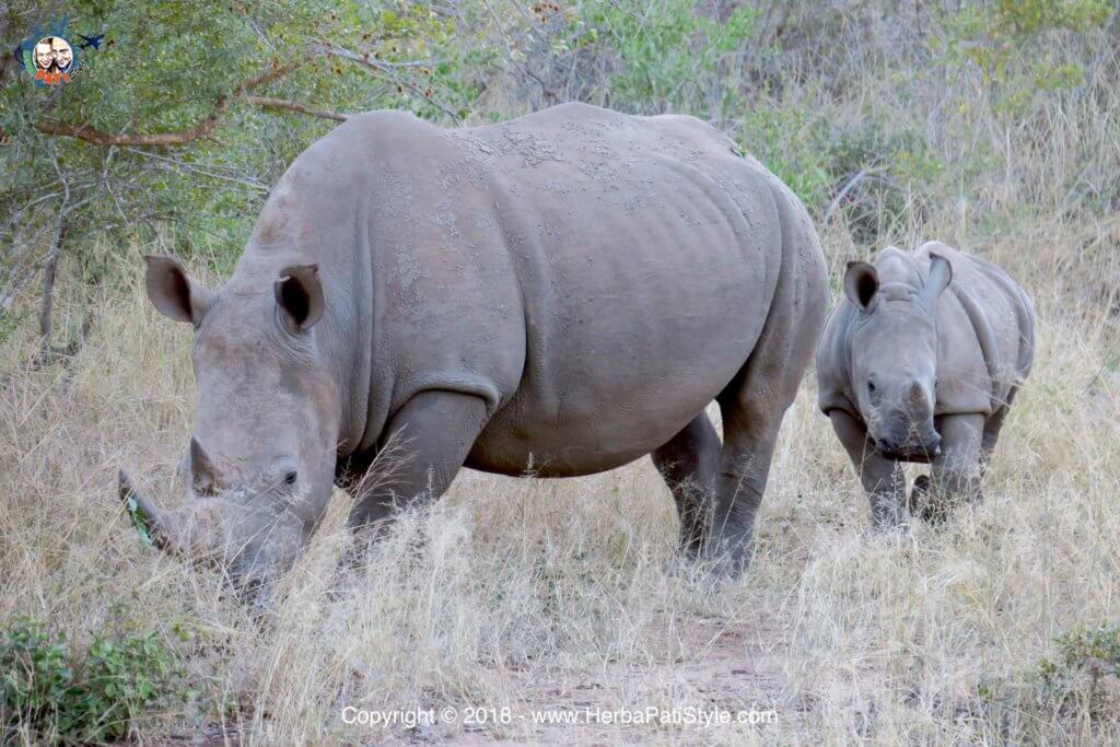 Lodge romantico in Sudafrica: Makalali Private Game Lodge