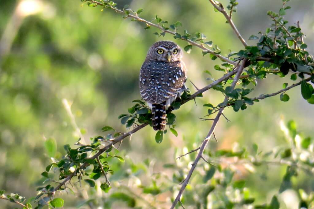 Lodge nel Nord del Kruger: il RETURNAfrica Pafuri Camp