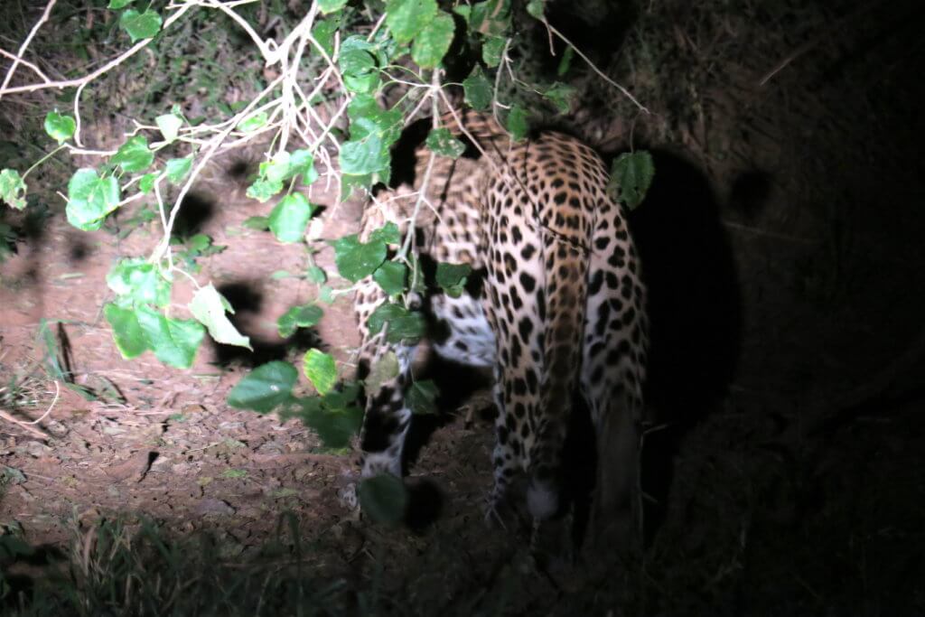 Lodge nel Nord del Kruger: il RETURNAfrica Pafuri Camp
