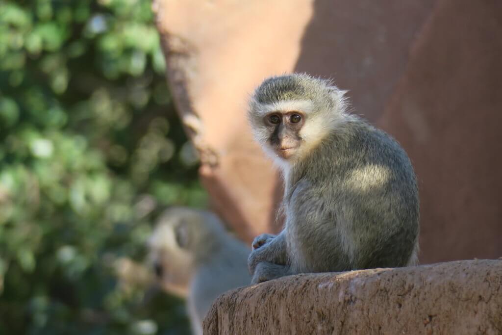 Lodge romantico in Sudafrica: Makalali Private Game Lodge