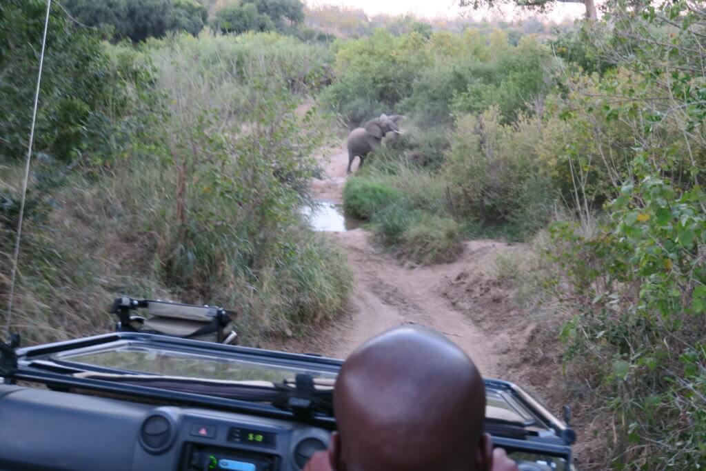 Lodge romantico in Sudafrica: Makalali Private Game Lodge