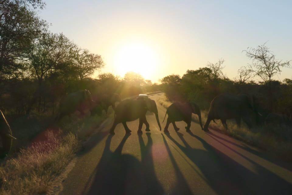 Dormire nel Kruger National Park - Rhino Post Safari Lodge