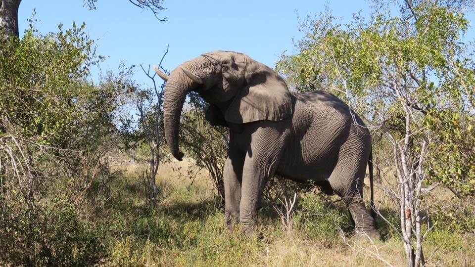Dormire nel Kruger National Park - Rhino Post Safari Lodge
