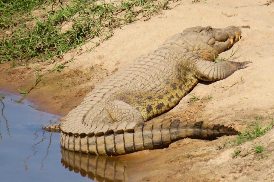 Dormire nel Kruger National Park - Rhino Post Safari Lodge