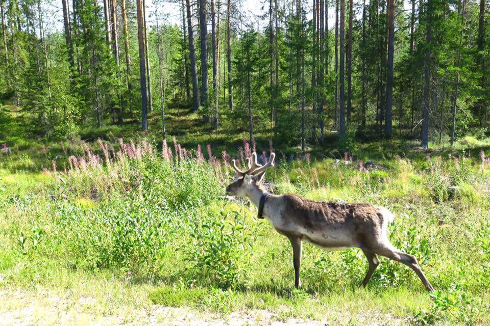 Finlandia in estate - tour dei laghi e bear watching