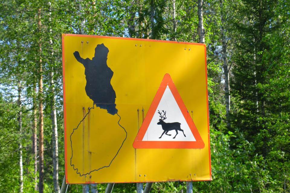 Finlandia in estate - tour dei laghi e bear watching