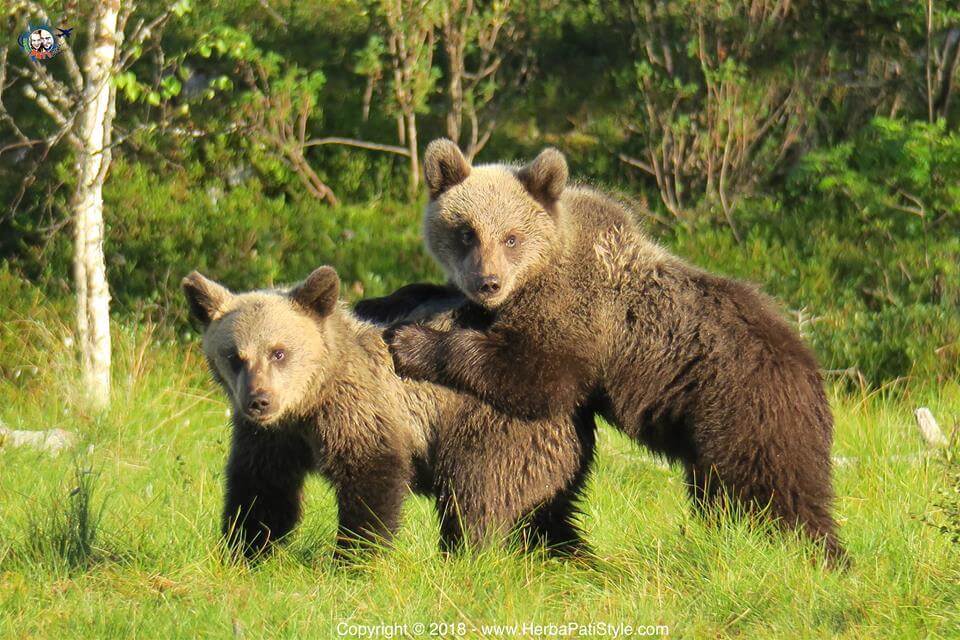 Finlandia in estate - tour dei laghi e bear watching