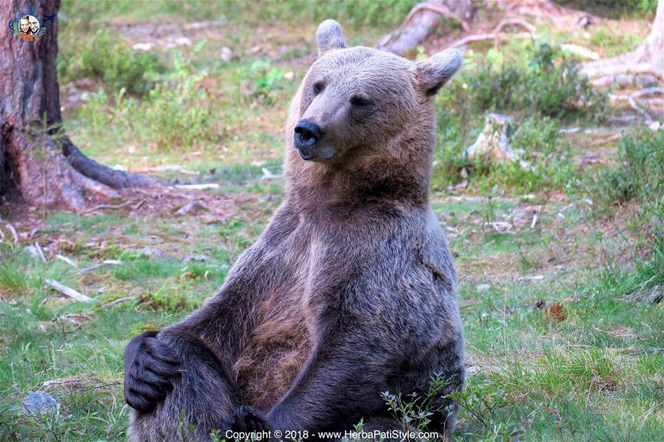 Finlandia in estate - tour dei laghi e bear watching