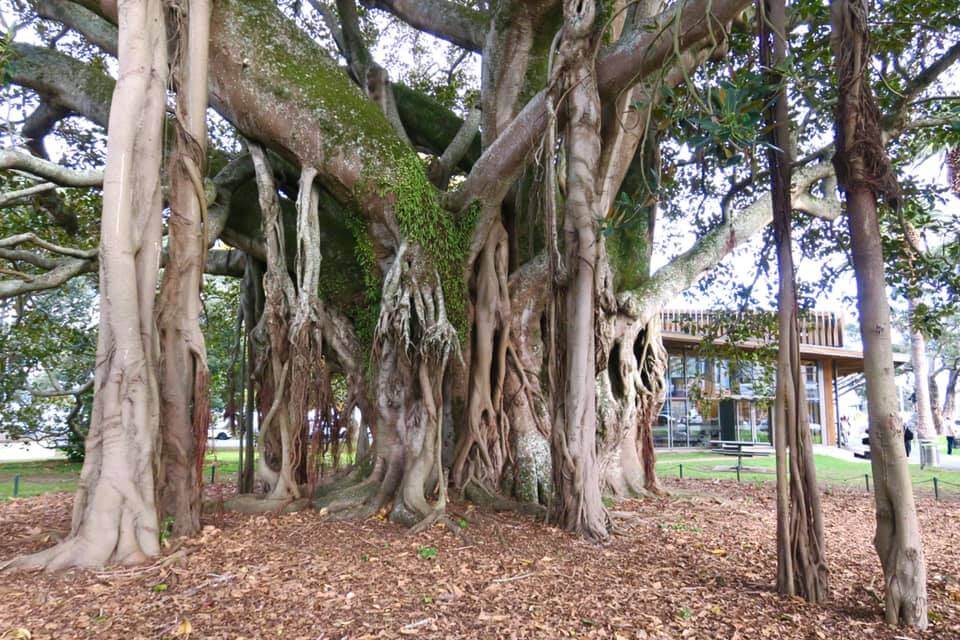 Devonport Banyan Tree