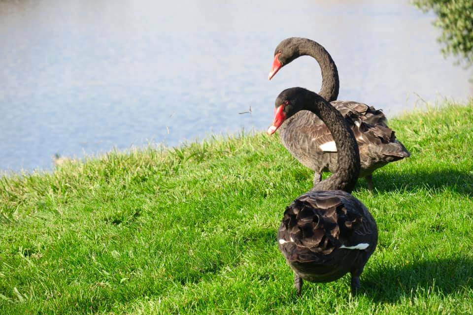 Il Signore degli Anelli Nuova Zelanda