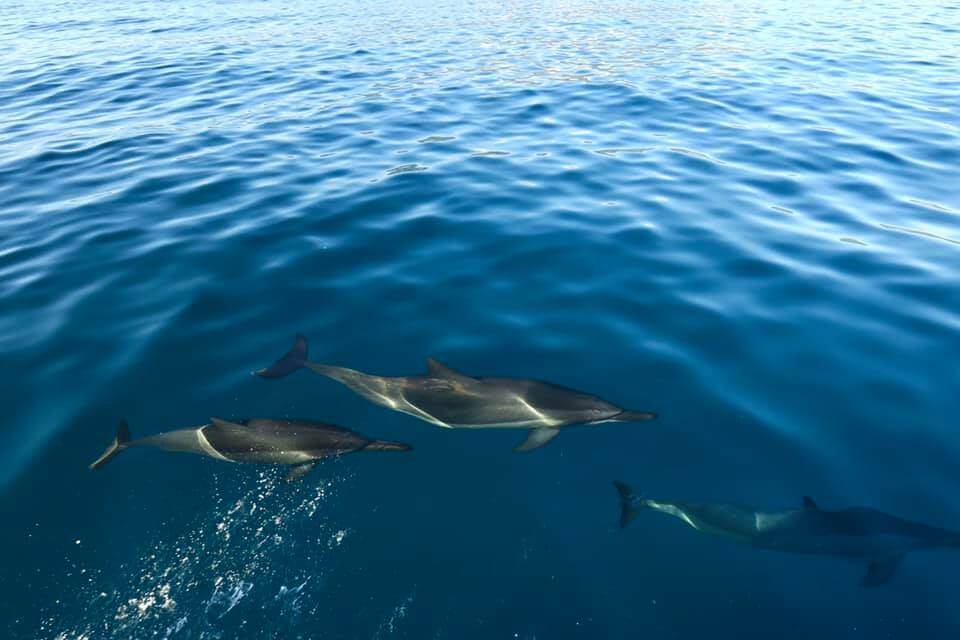 delfini sul North Shore di Oahu - Hawaii