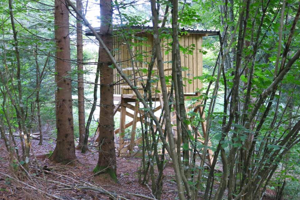 vedere gli orsi in Slovenia