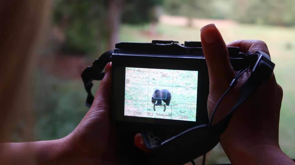vedere gli orsi in Slovenia