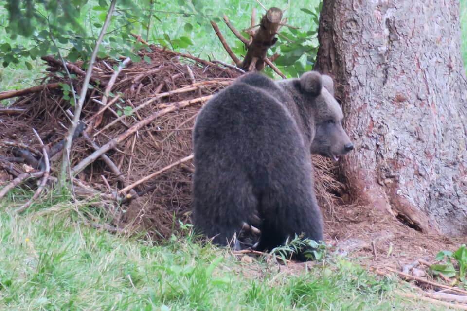 vedere gli orsi in Slovenia