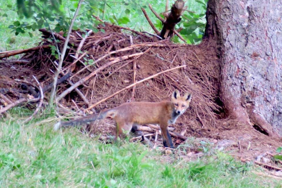 vedere gli orsi in Slovenia